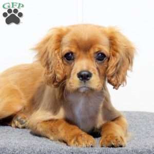 Silo, Cavalier King Charles Spaniel Puppy