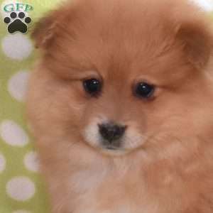 Simba, Pomeranian Puppy