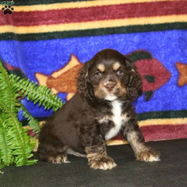 Simba, Cocker Spaniel Puppy