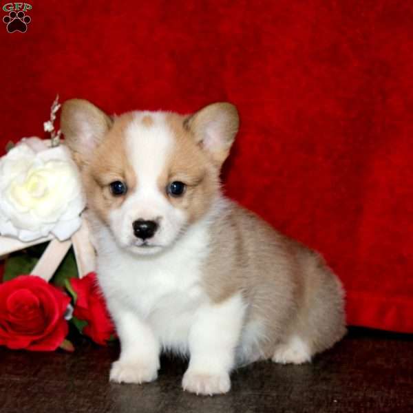 Simba, Pembroke Welsh Corgi Puppy
