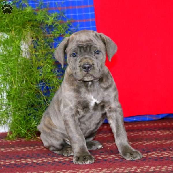 Simba, Cane Corso Puppy