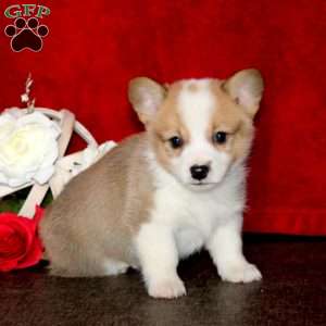 Simba, Pembroke Welsh Corgi Puppy