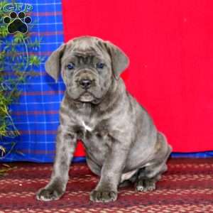 Simba, Cane Corso Puppy