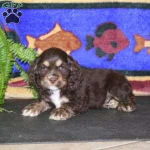 Simba, Cocker Spaniel Puppy