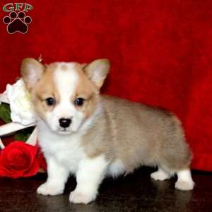 Simba, Pembroke Welsh Corgi Puppy