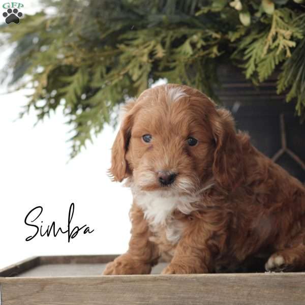 Simba, Mini Goldendoodle Puppy