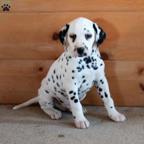 Skipper, Dalmatian Puppy