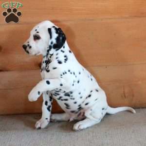 Skipper, Dalmatian Puppy