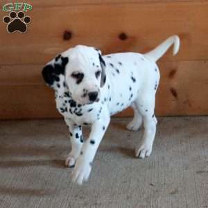 Skipper, Dalmatian Puppy