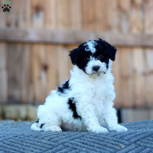 Skippy, Havapoo Puppy