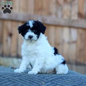 Skippy, Havapoo Puppy