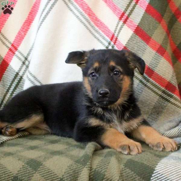 Skye, German Shepherd Puppy