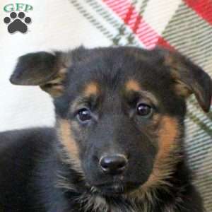 Skye, German Shepherd Puppy