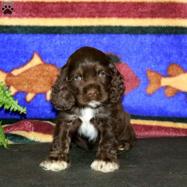 Skye, Cocker Spaniel Puppy