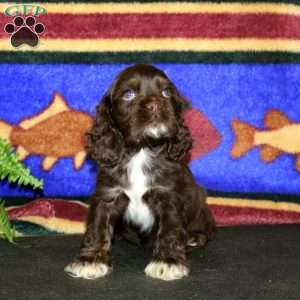 Skye, Cocker Spaniel Puppy