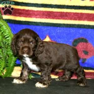 Skye, Cocker Spaniel Puppy