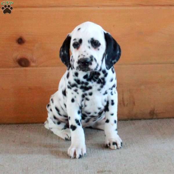 Skylar, Dalmatian Puppy