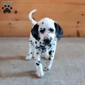 Skylar, Dalmatian Puppy