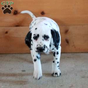 Skylar, Dalmatian Puppy