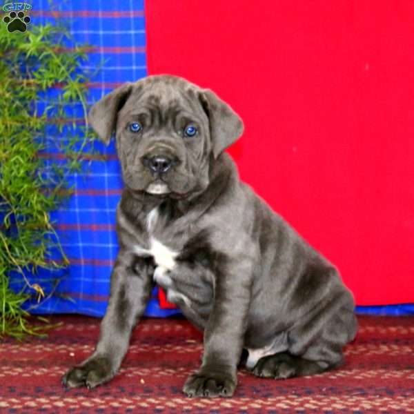 Skyler, Cane Corso Puppy