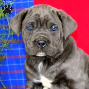 Skyler, Cane Corso Puppy