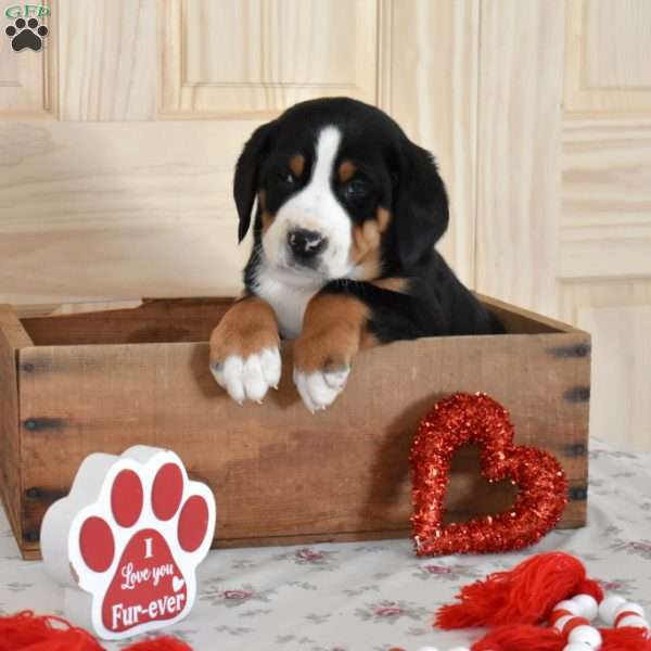 Slider, Greater Swiss Mountain Dog Puppy