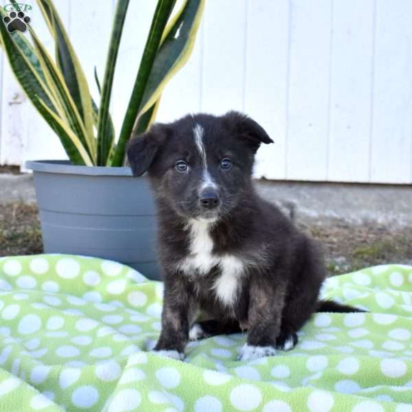 Slider, German Shepherd Mix Puppy