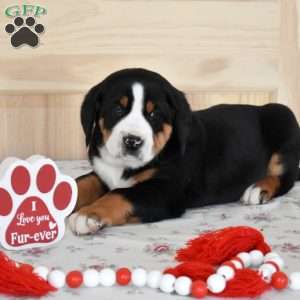Slider, Greater Swiss Mountain Dog Puppy