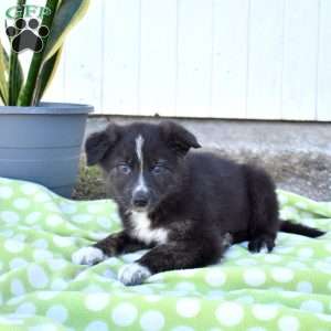 Slider, German Shepherd Mix Puppy