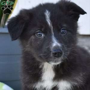 Slider, German Shepherd Mix Puppy