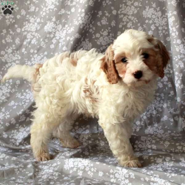 Smartie, Cavapoo Puppy