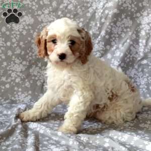 Smartie, Cavapoo Puppy