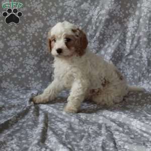 Smartie, Cavapoo Puppy