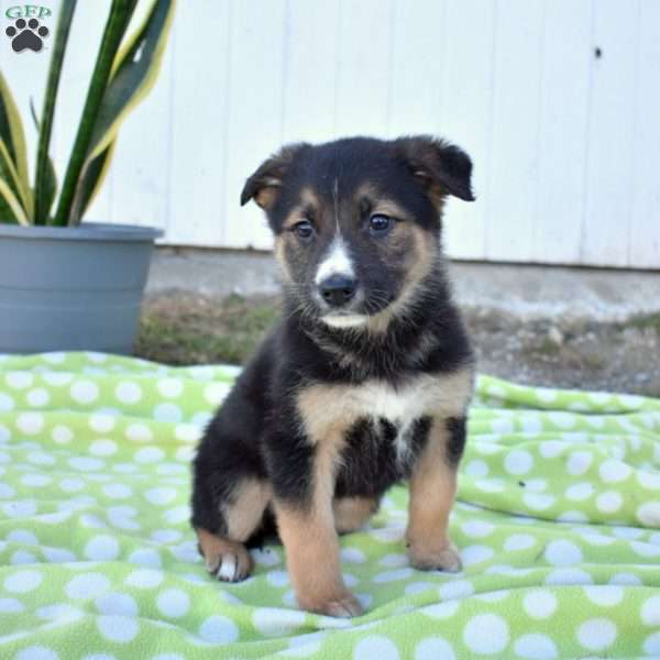 Smokey, German Shepherd Mix Puppy