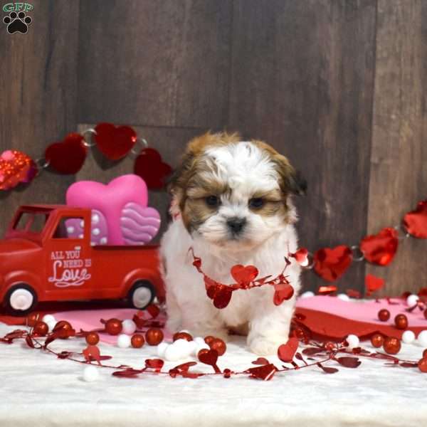 Smokey, Shih Tzu Puppy