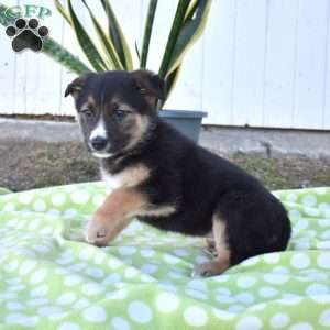 Smokey, German Shepherd Mix Puppy