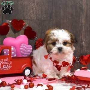 Smokey, Shih Tzu Puppy