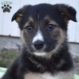 Smokey, German Shepherd Mix Puppy