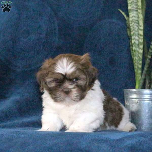 Snickers, Shih Tzu Puppy