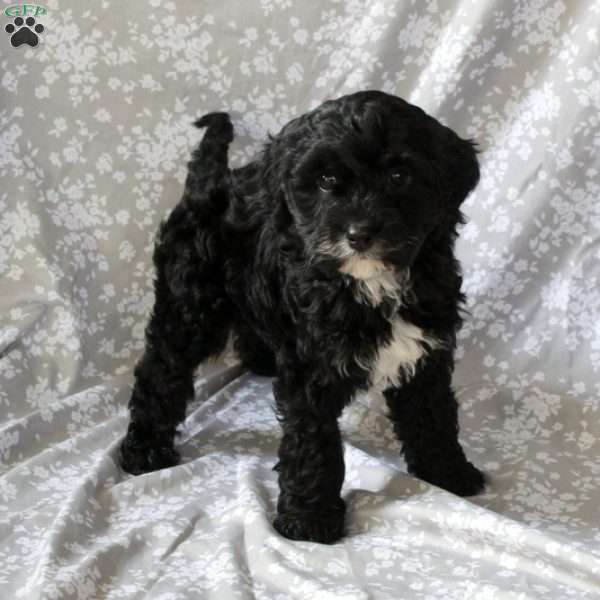 Snickers, Cavapoo Puppy