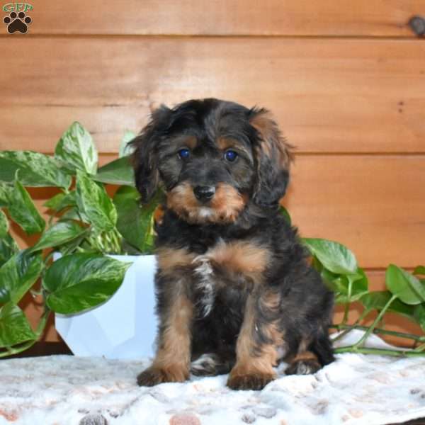 Snickers, Cavapoo Puppy