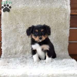 Snickers, Cavalier King Charles Mix Puppy