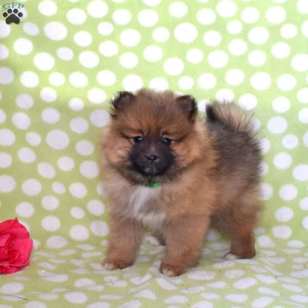 Snickers, Pomeranian Puppy