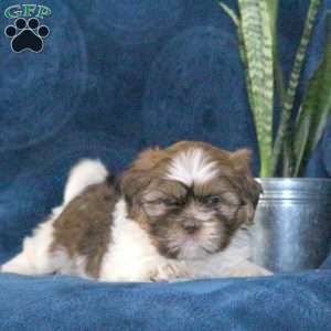 Snickers, Shih Tzu Puppy