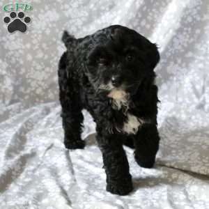 Snickers, Cavapoo Puppy