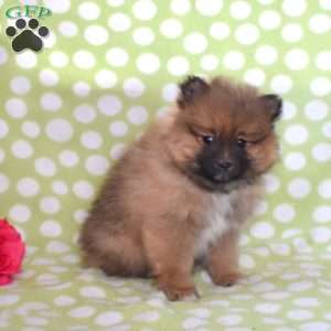 Snickers, Pomeranian Puppy