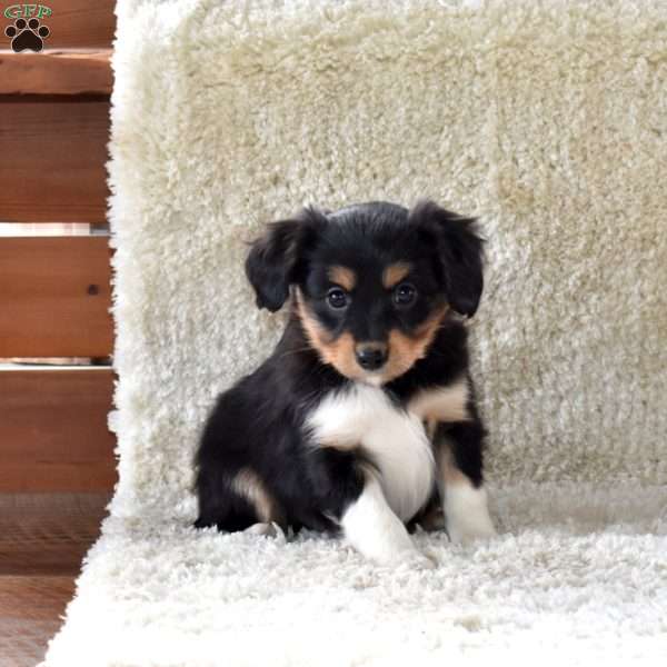 Snickers, Cavalier King Charles Mix Puppy
