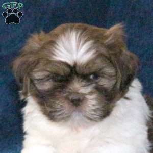 Snickers, Shih Tzu Puppy