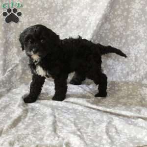 Snickers, Cavapoo Puppy