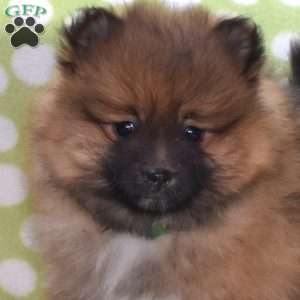Snickers, Pomeranian Puppy